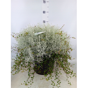 Leucophyta  'Silvercalos' [Calocep]
