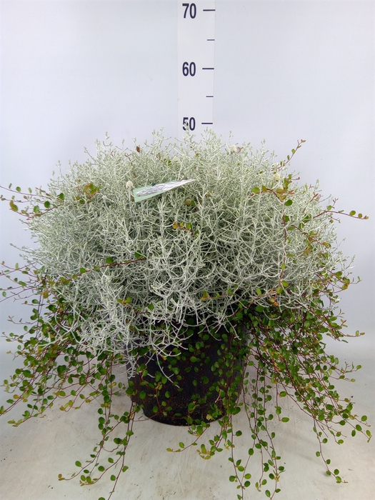<h4>Leucophyta  'Silvercalos' [Calocep]</h4>