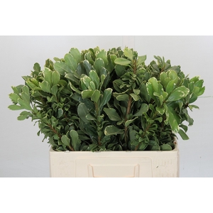 Pittosporum Ilan