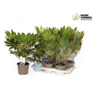 Fatsia Variegata Bontbladig