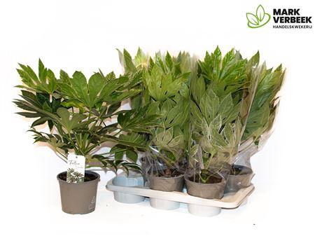 <h4>Fatsia Variegata Bontbladig</h4>
