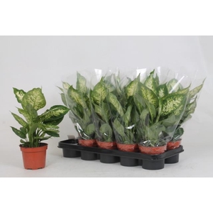 Dieffenbachia Compacta 12Ø 35cm