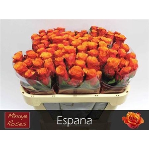 R Gr Espana