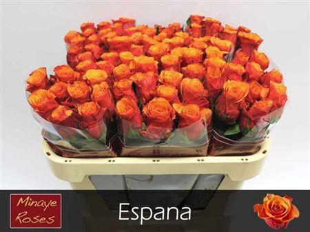 <h4>R Gr Espana</h4>