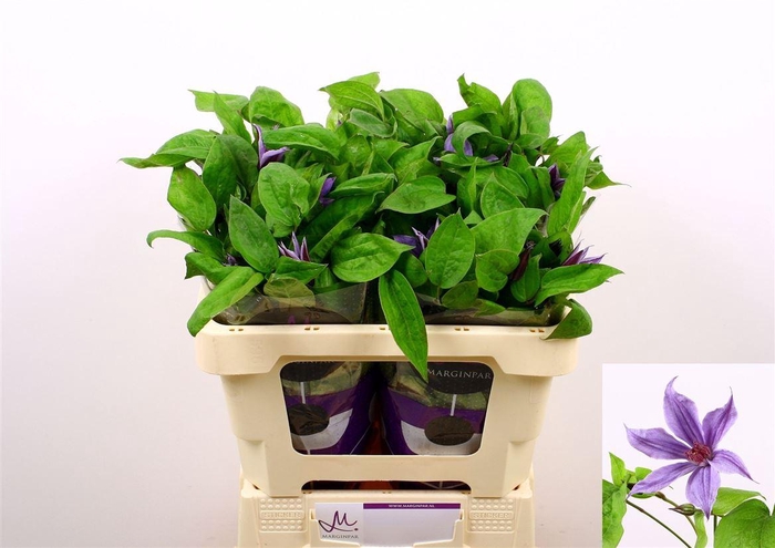 <h4>Clem Amazing Havana</h4>