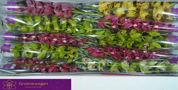 <h4>CYMB MI GEM</h4>