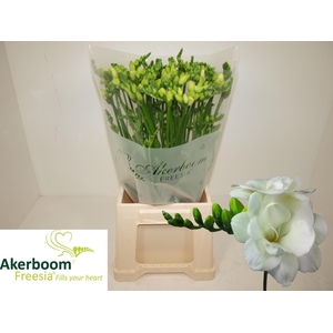 FR DU ROMANTIC WHITE