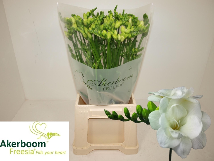 <h4>FR DU ROMANTIC WHITE</h4>