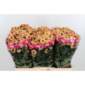 Chr San Aaa Doria Sa