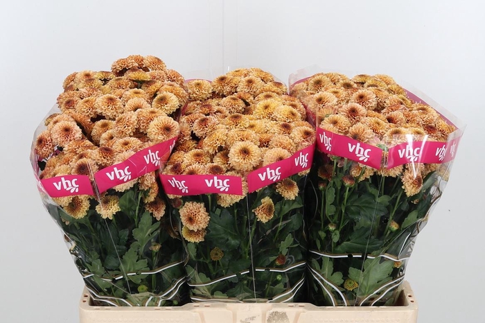 <h4>Chr San Aaa Doria Sa</h4>