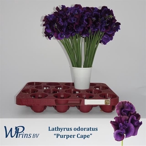 LATHYR PURPER CAPE