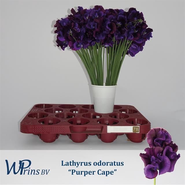<h4>LATHYR PURPER CAPE</h4>