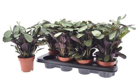 <h4>Ctenanthe Amagris</h4>