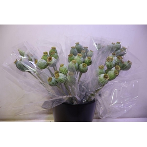 Papaver Bal X5