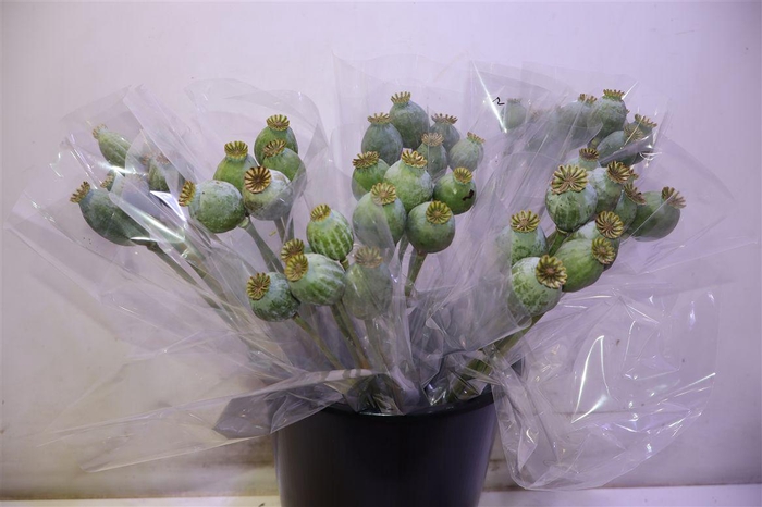 <h4>Papaver Bal X5</h4>