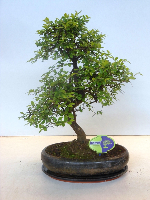 <h4>Zelkova parvifolia, 29cm., shape, with driptray</h4>