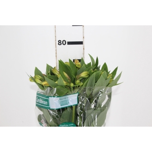 ALSTROEMERIA CARIBBEAN 080 CM