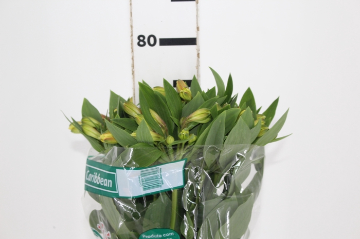 <h4>ALSTROEMERIA CARIBBEAN 080 CM</h4>