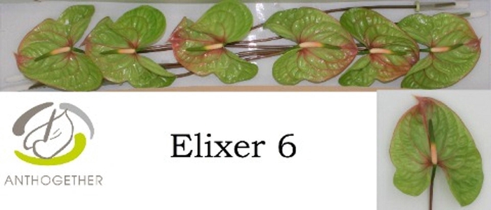 <h4>Anthurium andr. 'Elixer'</h4>
