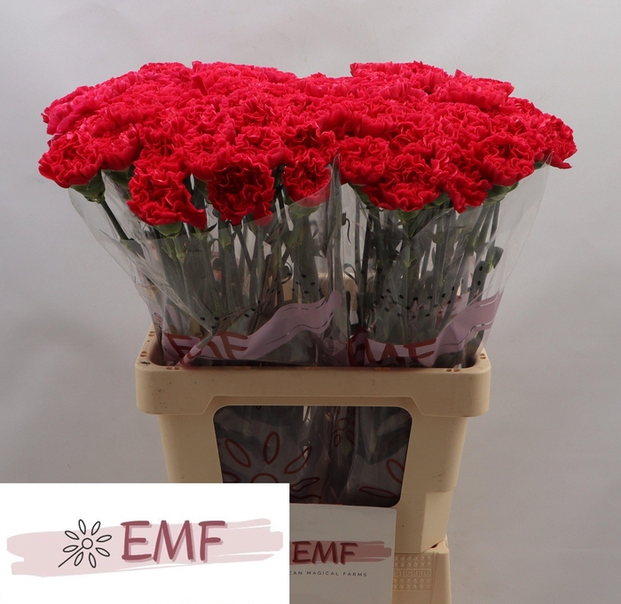 <h4>DI ST JUNO+</h4>