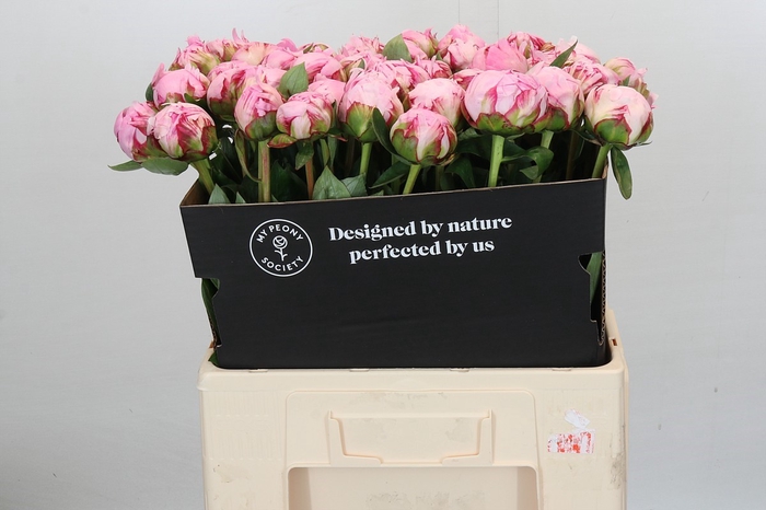 <h4>Paeonia Sarah Bernhardt XL</h4>