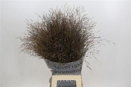 <h4>Panic Vi Warrior</h4>