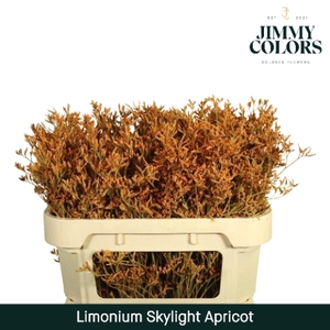 Limonium Skylight L70 Klbh. Apricot