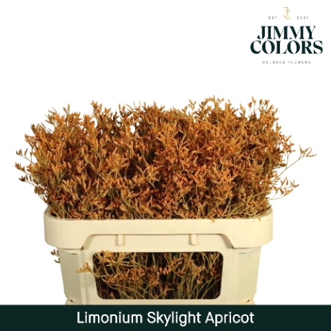 <h4>Limonium Skylight L70 Klbh. Apricot</h4>