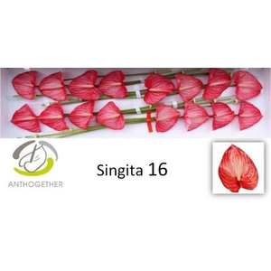 Anthurium Singita