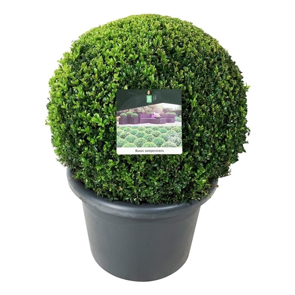 <h4>Buxus sempervirens</h4>