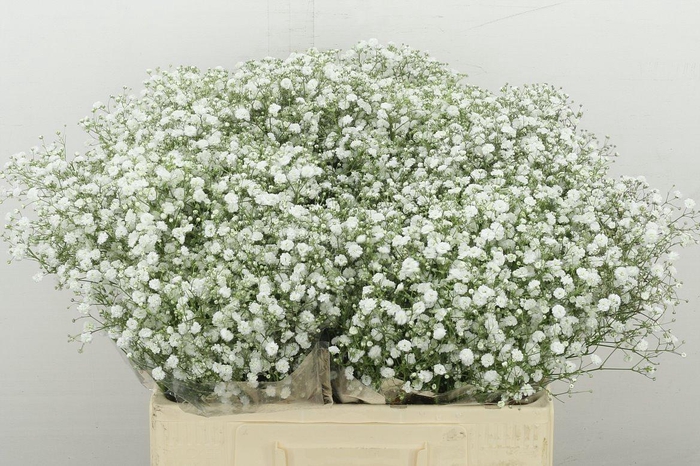 <h4>Gyps Pa Xlence</h4>