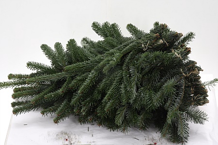 <h4>Gr Abies Nordmann Bs</h4>