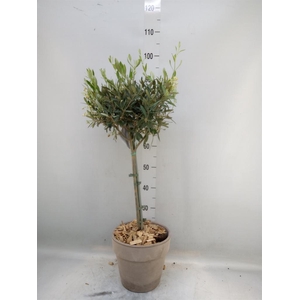 Arr.   Tuinplanten H%