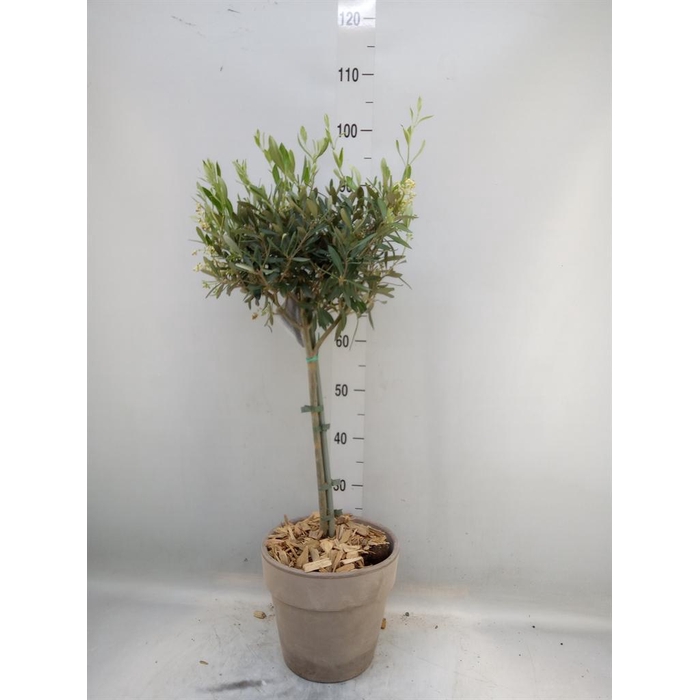 <h4>Arr.   Tuinplanten H%</h4>