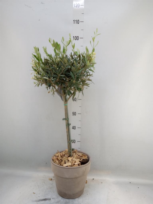<h4>Arr.   Tuinplanten H%</h4>
