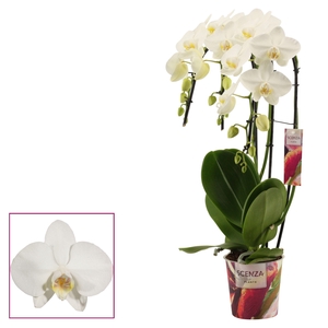 Phalaenopsis triple cascade wit (Scenza)