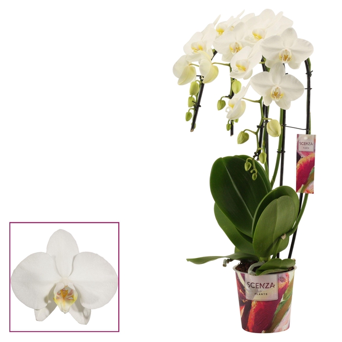 <h4>Phalaenopsis triple cascade wit (Scenza)</h4>