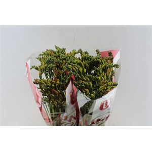 Fr Du Bastogne Orange