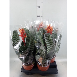 Aechmea   ...