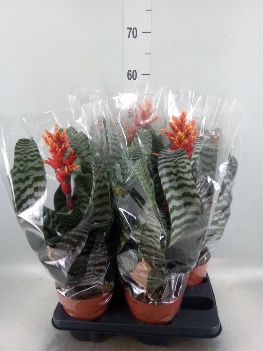 <h4>Aechmea   ...</h4>