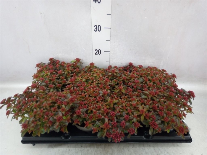 <h4>Sedum   ...</h4>