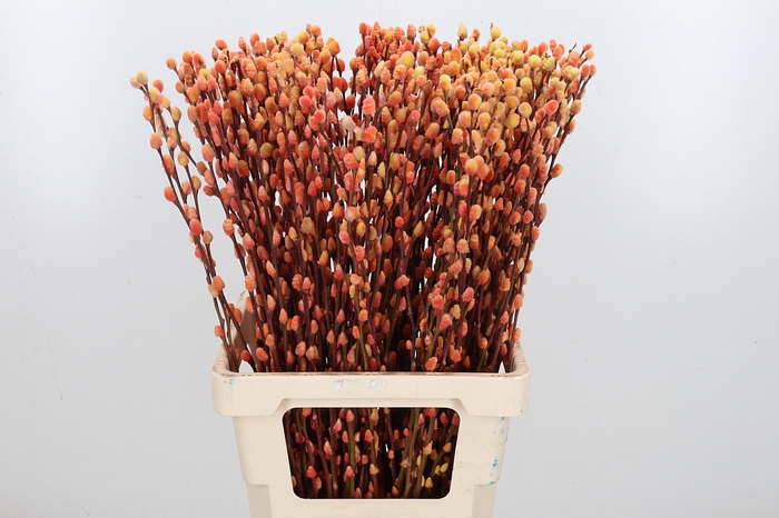 <h4>Salix Katjes Kl Bh Sunshine</h4>
