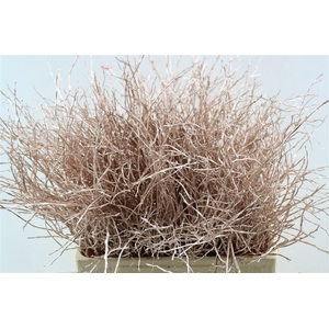 Vaccinium Kbh Champagne