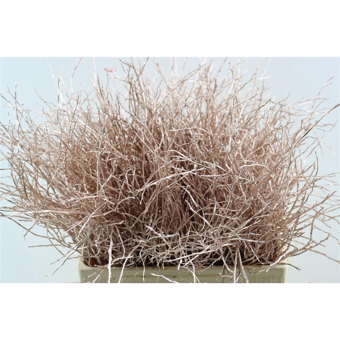 <h4>Vaccinium Kbh Champagne</h4>