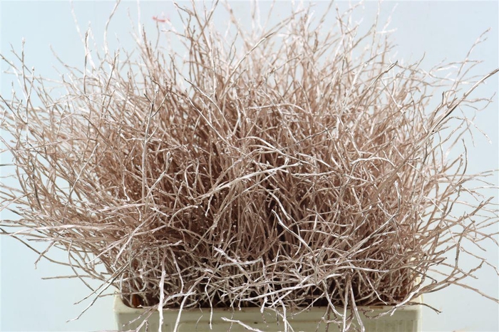 Vaccinium Kbh Champagne