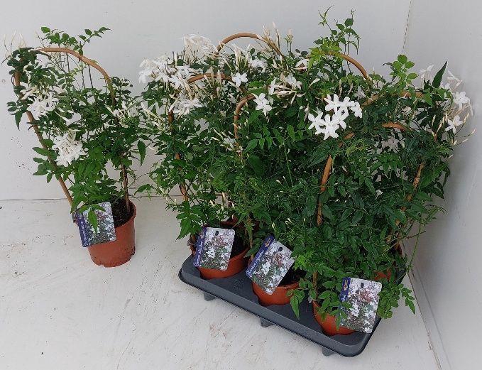 <h4>JASM POLYANTHUM WIT</h4>