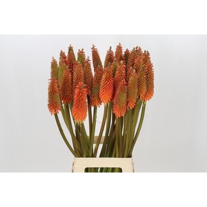 KNIPHOFIA ALCAZAR