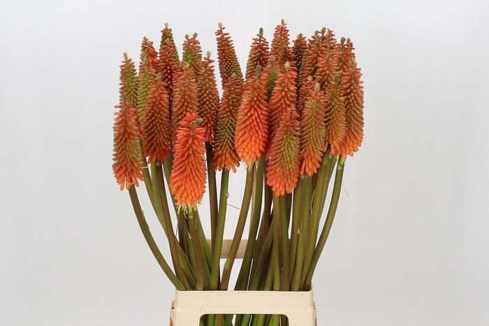 <h4>KNIPHOFIA ALCAZAR</h4>