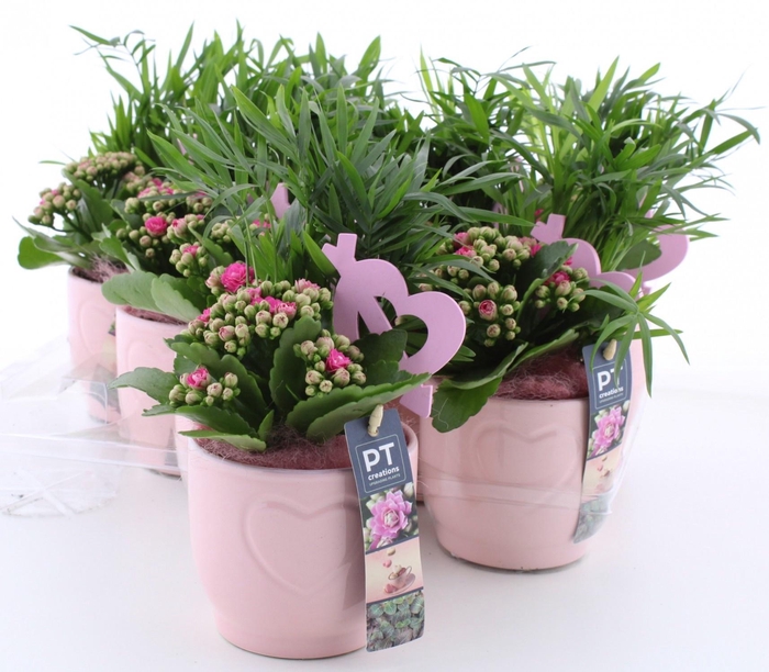 <h4>ARR KAMERPL</h4>