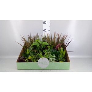 Planten  ..mix